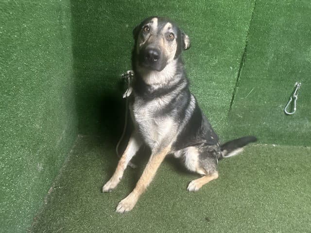 Unknown - German Shepherd Dog
