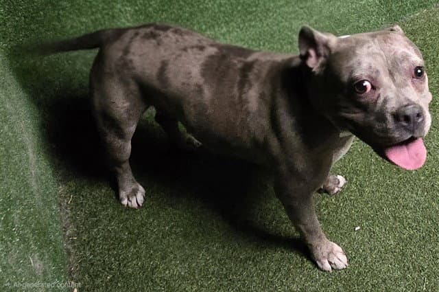 Unknown - American Pit Bull Terrier