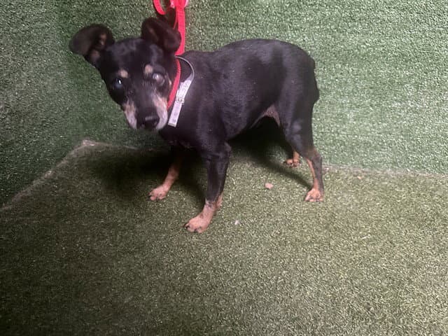 Juan Pedro - Miniature Pinscher