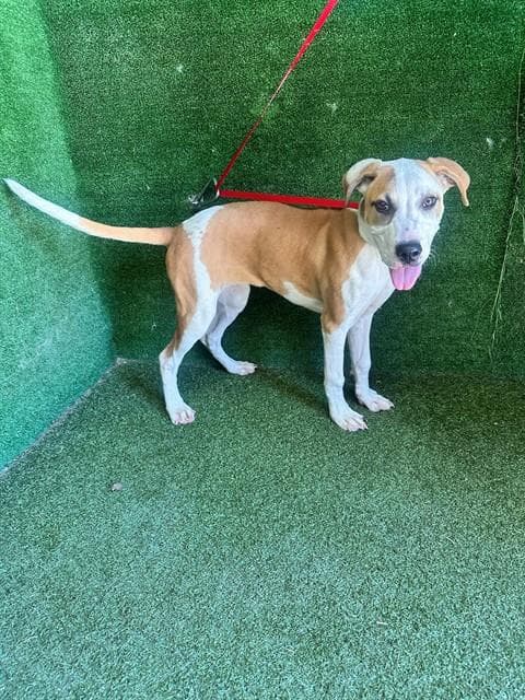 Conchita - Pit Bull Terrier