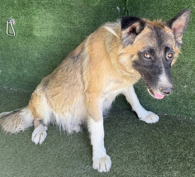 Unknown - German Shepherd Dog