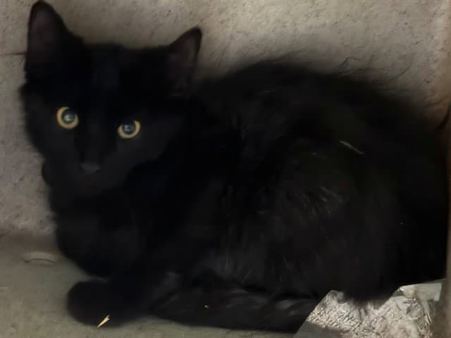 Noir - Domestic Short Hair