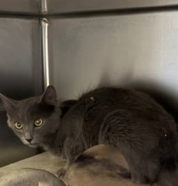 Gris image 1