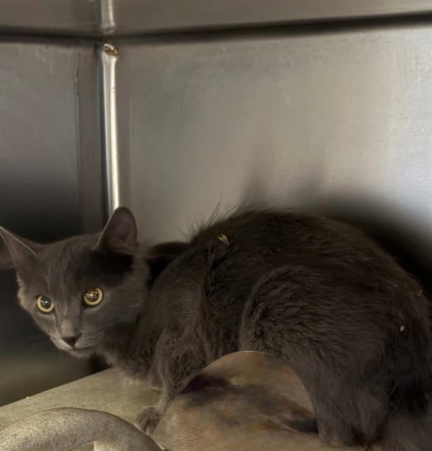Gris - Domestic Short Hair