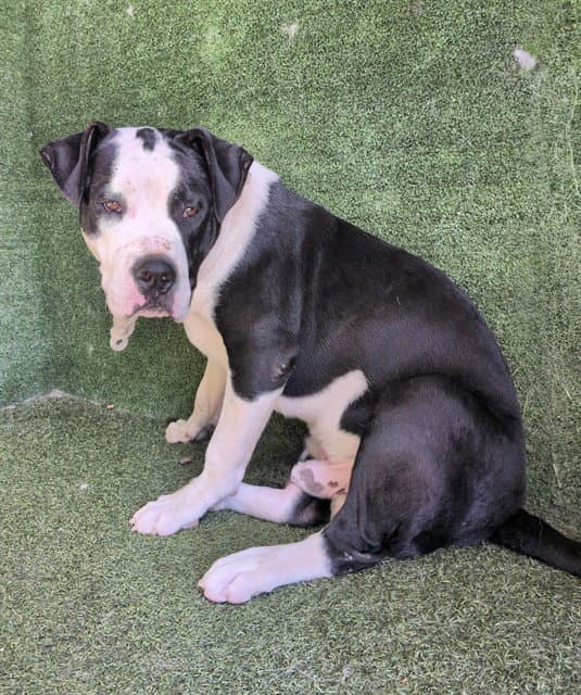 Augusto - Pit Bull Terrier