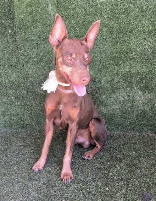 Dariel - Doberman Pinscher