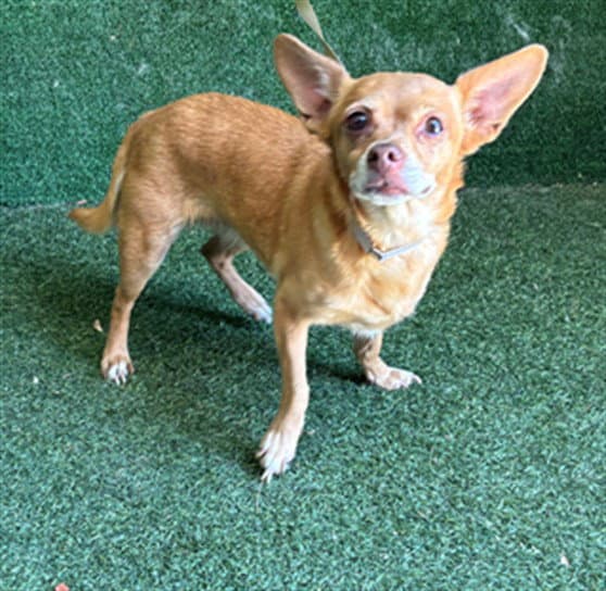 Luz - Chihuahua