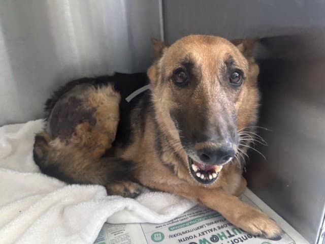Dulce - German Shepherd Dog
