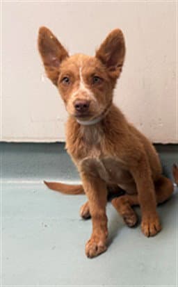 Yoselin - Australian Shepherd
