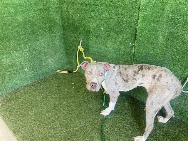 Wilma - Pit Bull Terrier
