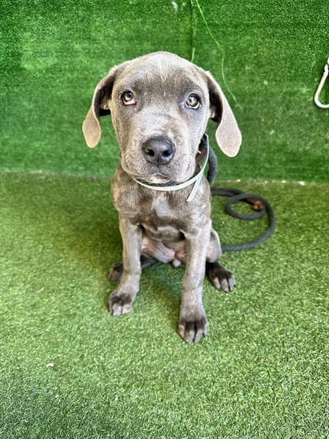 Gema - Cane Corso Mastiff