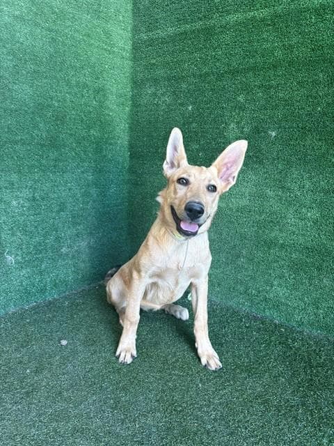 Shadow - German Shepherd Dog