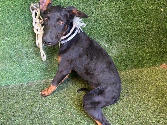 Johnny - German Shepherd Dog