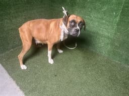 Evita image 1