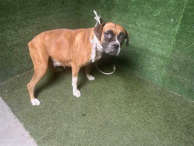 Evita - Boxer