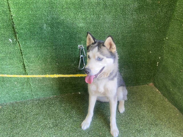 Maya - Husky