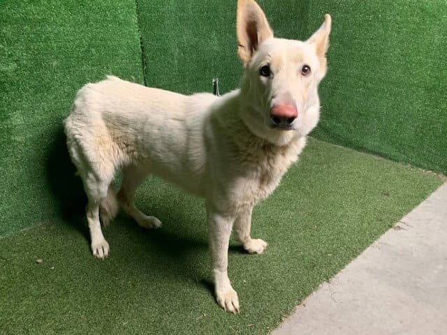 Mirta - German Shepherd Dog