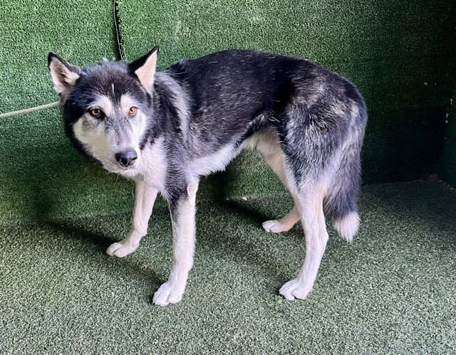 Benli - Husky