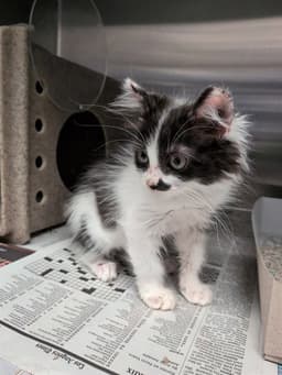 Fluffy image 1