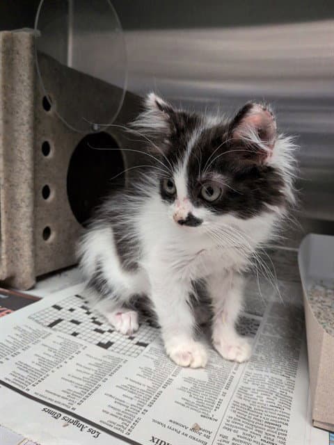 Fluffy - Domestic Medium Hair