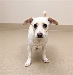 Canela image 1