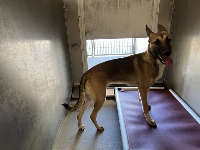 Snickerdoodle - German Shepherd Dog