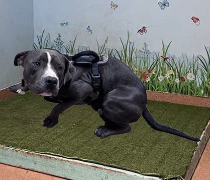 Capitan - Pit Bull Terrier