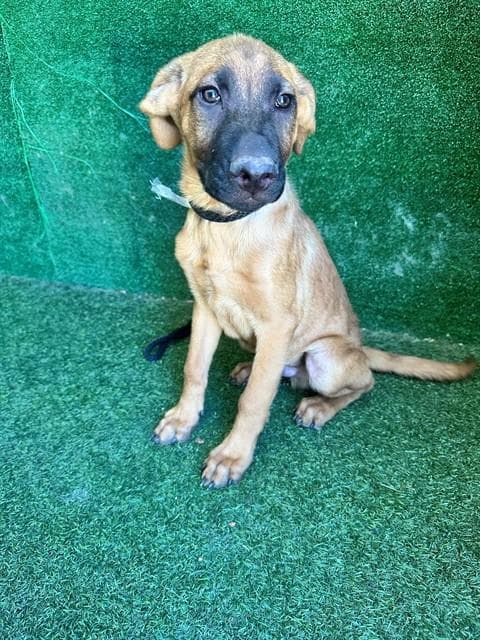 Hunter - German Shepherd Dog