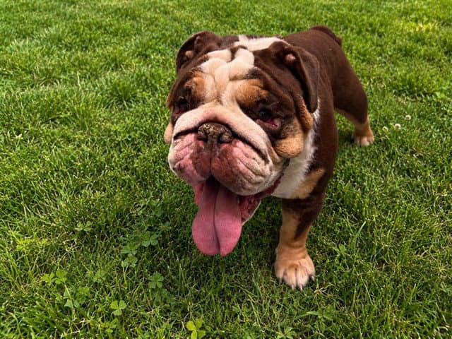 Milkyway - English Bulldog