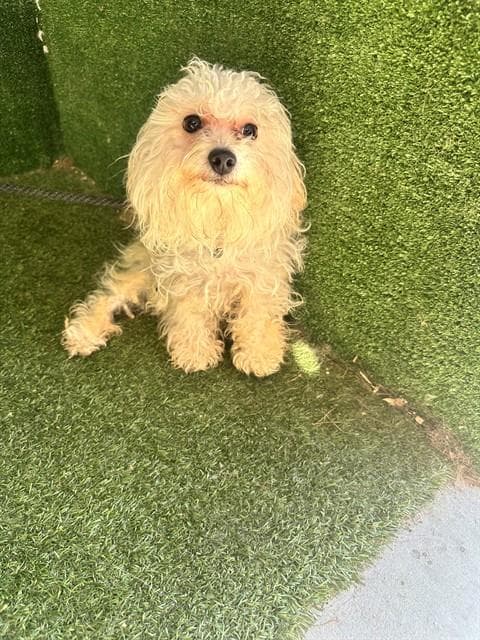 Jackson - Maltese
