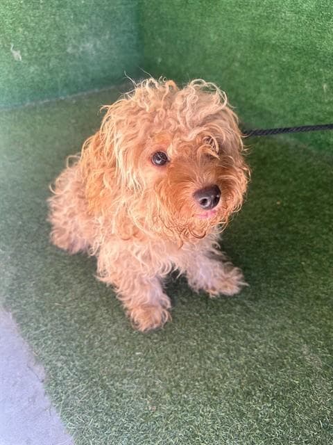 Dubai - Poodle (Miniature)