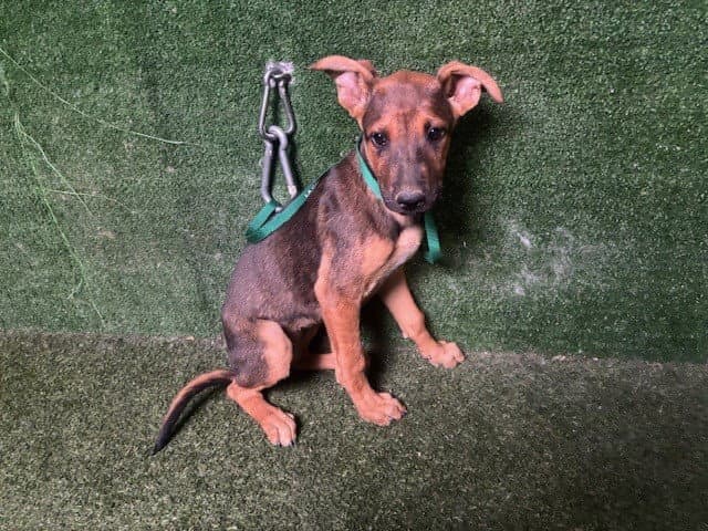Bridget - German Shepherd Dog