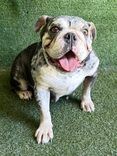 Marcy - French Bulldog