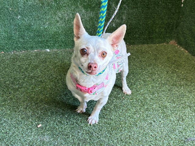 Fancy - Chihuahua