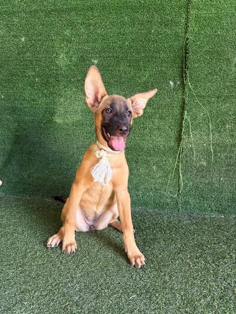 Piglet - Belgian Shepherd Malinois
