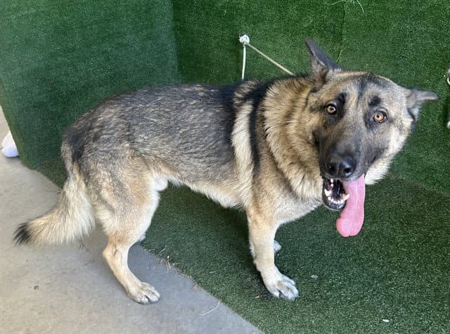 Viejo - German Shepherd Dog
