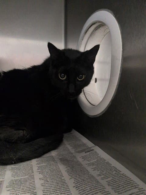 Jerry - Domestic Short Hair