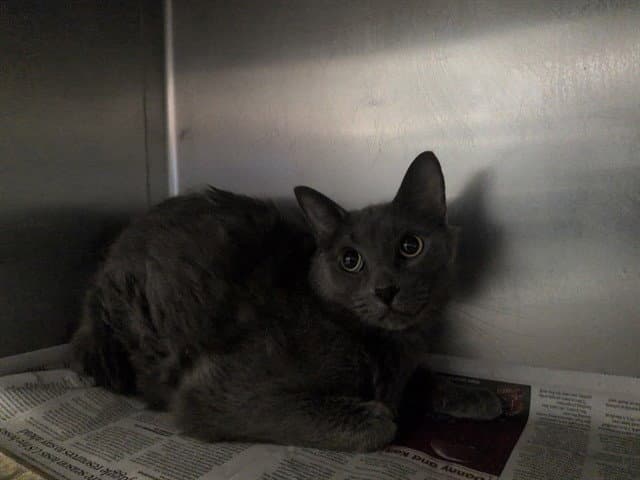 Tom - Domestic Short Hair