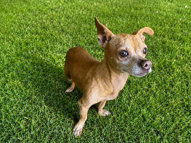 Superman - Chihuahua