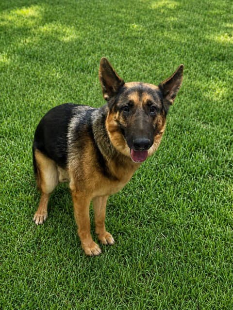 Nico - German Shepherd Dog