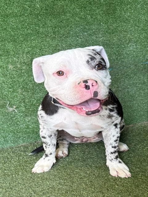Stella - American Staffordshire Terrier