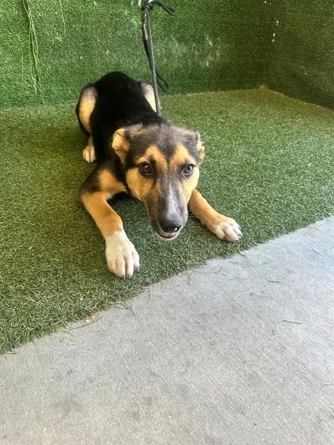 Unknown - German Shepherd Dog