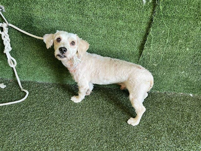Unknown - Maltese