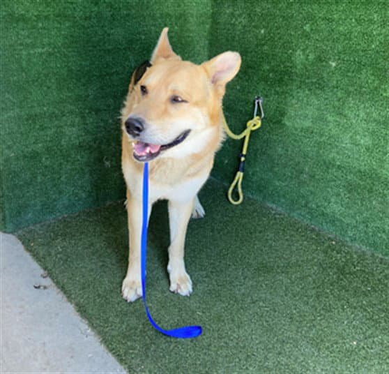 Donald - German Shepherd Dog