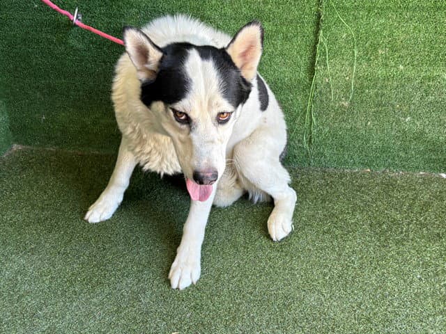 Unknown - Siberian Husky