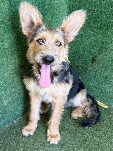Dumbo - Terrier