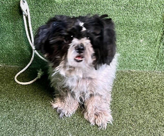 Unknown - Shih Tzu