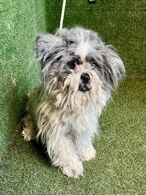 Unknown - Shih Tzu