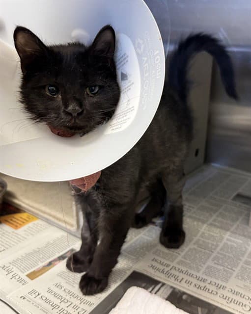 Charlie - Domestic Medium Hair