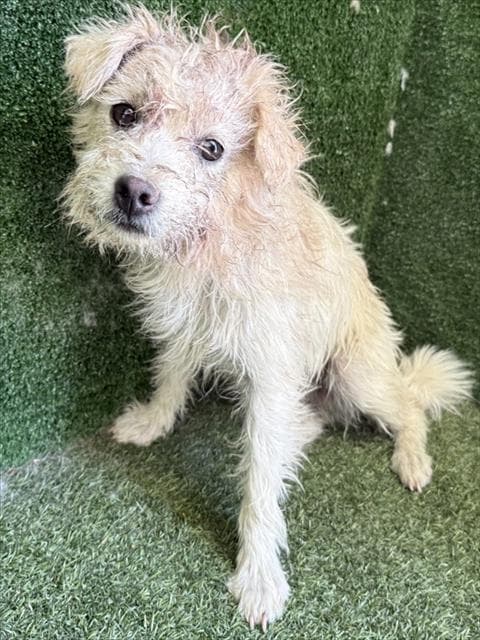Unknown - Poodle (Toy)